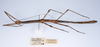 CollectionObject 1557628; 92111e04-b433-4eac-86a8-d1390c92f845: copyright ZMUH, Hamburg. female, lateral view (paralectotype). (CollectionObject).;CollectionObject 1557629; 7ac444f1-f503-4526-87e8-7f2a95f9261b: copyright ZMUH, Hamburg. female, lateral view (paralectotype). (CollectionObject).