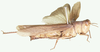 Rapsilla fusca Sjöstedt, 1921: female, lateral view. (Otu).