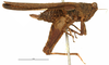 CollectionObject 1536151; abeac6cb-57b7-49cc-a31e-a95cec85bee7: female, lateral view (holotype). (CollectionObject).