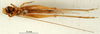 CollectionObject 1501956; b94a6a5c-704f-4936-9247-cbff7ebe5fbf, DORSA BG00204S03: male nymph, ventral view (syntype). (CollectionObject).