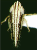 Habitus, lateral view on Elginus saltus (Naudé, 1926): Nymph. (Observation).