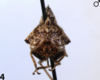 Habitus, dorsal view: !! display not done !! on Telamona salvini Distant, 1879: (Observation).