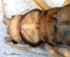 CollectionObject 1582271; 68d7d9a9-46f2-4855-9ee7-e44fcbb700b9: female, head and thorax, dorsal view (paratype). (CollectionObject).