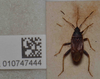 Neolethaeus lewisi (Distant, 1883): Lethaeus lewisi. LEctotype- dorsal habitus. (BMNH) - (CC BY-NC 4.0) Photo by Stuart Cole, reproduced with permission from the Natural History Museum, London, UK. (Otu).