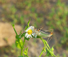 CollectionObject 2062522; c384eaf7-efa8-46ff-a78e-bbf9230fb756: male. (CollectionObject).