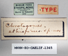 CollectionObject 1540644; 7013bc30-d199-4f9c-b1ea-7a5ab22ca368: female, labels (holotype of Chrotogonus aethiopicus). (CollectionObject).