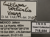 Other on Cuitlana verticalis Young, 1977: Labels. (Observation).