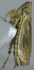Habitus, lateral view: !! display not done !! on Turrutus socialis (Flor, 1861): Habitus, lateral view. (Observation).