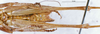CollectionObject 1505026; e357b106-8961-488f-a5ef-9597c445b977: male abdomen tip, ventral view (holotype). (CollectionObject).