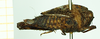 CollectionObject 1574855; bd6533a0-7023-463e-a8d4-e662380988f3: female, lateral view (syntype). (CollectionObject).