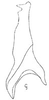 Stylus: !! display not done !! on Atanus furcifer (Linnavuori, 1959): Stylus. (Observation).