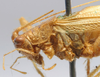 male pronotum, lateral view (paratype). Depicts CollectionObject 1596006; f1796cfc-e1f7-435b-bde1-5829dfb5daf9, a CollectionObject.