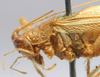 CollectionObject 1596006; f1796cfc-e1f7-435b-bde1-5829dfb5daf9: male pronotum, lateral view (paratype). (CollectionObject).