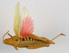 CollectionObject 1506181; 1776caec-38b5-4c50-8552-0a40398f7f04: female, dorsal view (holotype of Pyrgomorpha capensis). (CollectionObject).