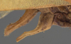 CollectionObject 1506508; 79009009-0d05-445d-bd55-9e1382000405: male cerci (syntype of Plagiopleura arbustorum). (CollectionObject).