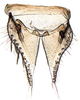 Subgenital plate, ventral view on Aplanus Oman, 1949: Aplanus albidus, subgenital plates and valve, ventrally. (Observation).