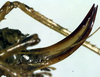 CollectionObject 1500395; eec3e4ed-5cfb-4784-9c80-6521a052e34e: ovipositor (holotype). (CollectionObject).