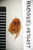 Tivia brevipennis Princis, 1967: Copyright Natural History Museum, London. Holotype (adult male) in BM(NH). Dorsal view. (Otu).