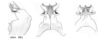 Melanoplus obex Otte, 2012: male genitalia. (Otu).