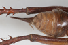 CollectionObject 1505597; 115debb9-a969-4567-8ba3-29bb6b007351: Female, dorsal view (syntype). (CollectionObject).