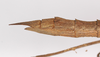 CollectionObject 1560184; 9007c212-293e-4129-85ac-38d1f978f763: copyright ZMB, Berlin. female: end of abdomen, lateral view (holotype). (CollectionObject).