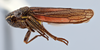 Habitus, lateral view: (Observation).