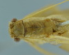 CollectionObject 1532134; 5cfa2292-493d-42b4-be61-ea15a919b562, NMW No. 9968: male head and pronotum, dorsal view (holotype). (CollectionObject).