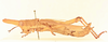 CollectionObject 1518647; 7d7b6bb2-6f52-4b1b-b281-e5a6304efe06, NHMUK015982236: female, lateral view (holotype). (CollectionObject).