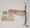 CollectionObject 1556983; ed1e0dcb-254d-459d-bdc7-06f0b740a8c7: copyright SAM, Adelaide. male, with data labels of synonym Acrophylla paula (holotype). (CollectionObject).