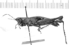 CollectionObject 1524882; 6d68c9e3-bb9f-4ade-9f3b-2eab8037fd72: female, lateral view (holotype). (CollectionObject).