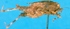 CollectionObject 1500825; 94740c93-30fa-4def-815d-c2ce4a6b57b5: female, lateral view (holotype). (CollectionObject).