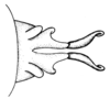 Leiotettix viridis Bruner, 1906: Fig. 9. distal portion of phallic complex, dorsal view. (Otu).
