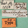 labels (syntype of Modicogryllus hermsdorfensis). Depicts CollectionObject 1502070; 707c6590-7c5f-4f36-b15e-2db6f2403f96, a CollectionObject.