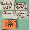 CollectionObject 1502070; 707c6590-7c5f-4f36-b15e-2db6f2403f96: labels (syntype of Modicogryllus hermsdorfensis). (CollectionObject).