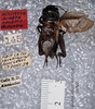 CollectionObject 1499333; 5c262670-907d-44da-9786-ee2907f61792: male, dorsal view (holotype). (CollectionObject).