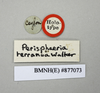 CollectionObject 1552808; NHMUK(SF IMPORT DUPLICATE) BMNH(E) 877073, 910c1fd6-6083-4520-b955-4cda7472fc87: Copyright NHM, London. Holotype nymph of Polyzosteria terranea, data labels. (CollectionObject).