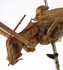 CollectionObject 1529792; 7bad1311-88a8-4859-9d12-96b506800284: male pronotum, lateral view (lectotype). (CollectionObject).