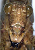 CollectionObject 1532279; dabf441d-7d96-4bf9-aa8c-20a448a305fc: female face (syntype). (CollectionObject).