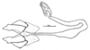 Spathalium audouinii (Blanchard, 1836): Fig. 21. spermatheca. (Otu).