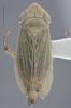 Habitus, dorsal view on Altaiotettix forficula Vilbaste, 1965: Dorsal - Female. (Observation).