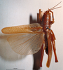 CollectionObject 1503253; MBBJ 3225967, 50bd38ec-950d-49af-a8ff-b0fead204cbf: male, dorsal view. (CollectionObject).