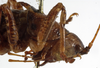 CollectionObject 1530623; c31e837f-9b34-49ba-9bf5-cc7b65ac7b81: female head and pronotum, lateral view (syntype). (CollectionObject).