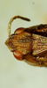 CollectionObject 1498700; 7a89fd7a-e56b-4c03-80b6-015f831b3428: female head, dorsal view. (CollectionObject).