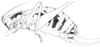 Brachyteleutias pubescens Beier, 1962: original drawing xii 2003. female (after holotype, body length 23 mm + 10.5 mm). (Otu).