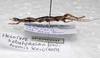 CollectionObject 1576302; SPM SP/EPH/2337, b577fa2a-89e6-48a2-9c97-4c475ee93748: copyright SPM, Kinabalu. female, lateral view (holotype). (CollectionObject).