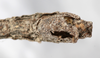CollectionObject 1558172; 8948cf4d-207b-4e67-b86b-569924ea49cf: copyright NMW, Vienna. male: end of abdomen, ventral view (syntype). (CollectionObject).;CollectionObject 1558173; 08870ce4-b04c-4543-a31f-b1409d0348f5: copyright NMW, Vienna. male: end of abdomen, ventral view (syntype). (CollectionObject).