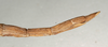 CollectionObject 1556952; NHMUK(SF IMPORT DUPLICATE) 844974-844975, a895fb1e-3f78-4fd2-b3a3-929a25a06fb2: copyright NMW, Vienna. female: end of abdomen, lateral view of synonym Ectus solitarius (holotype). (CollectionObject).