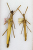 Pseudophasma flavidum Hebard, 1933: copyright ANSP. female (holotype) and male (paratype). (Otu).