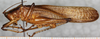 CollectionObject 1564281; 0ea3a610-1413-4230-96a9-e78539a76247: male, lateral view. (CollectionObject).