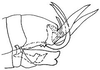 Pygofer, lateral view: !! display not done !! on Extrusanus Oman, 1949: Extrusanus extrusus, genital capsule, laterally. (Observation).